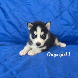 Onyx girl 1 - Black and white female Siberian Husky puppy in Ocala, Florida from Florida Husky Puppies