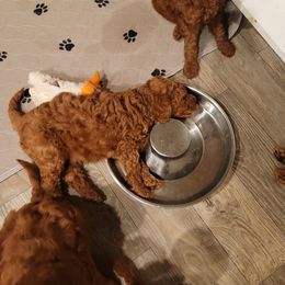 Goldendoodle Puppies from Teddy Doods