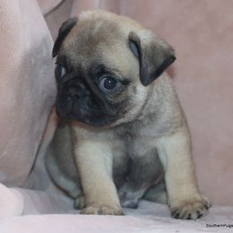 Dobby - Fawn male Pug puppy in Winnsboro, Texas from Southern pugs