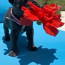 French Bulldog Puppies from Calypso Canine Company