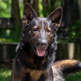 Drake - German Shepherd