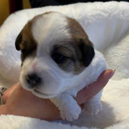 Ivy - White and tan female Russell Terrier puppy in Burns, Tennessee from Terrier Town of Tennessee
