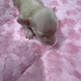 Maple - Cream female Dachshund puppy in Salem, Oregon from Longdox Mini Dachshunds