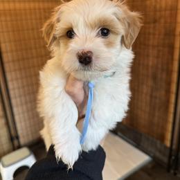 Havanese Puppies from PNW Havanese