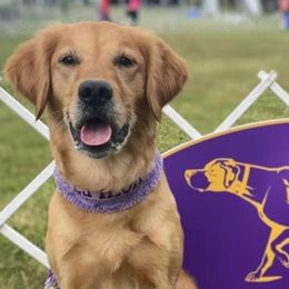 Golden Retrievers from YaYa Golden Retrievers