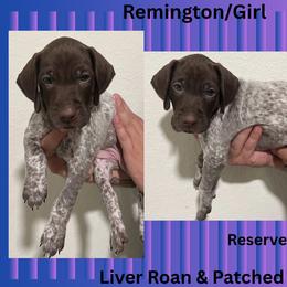 German Shorthaired Pointer Puppies from Lazy K GSP's
