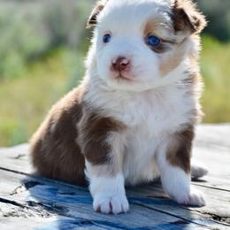 RMF-3 - Red merle female Miniature Australian Shepherd puppy in Baker City, Oregon from Back Country Aussies