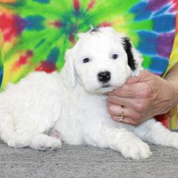 Phoebe - Black and white female Portuguese Water Dog puppy in Beatrice, Nebraska from Success Portuguese Water Dogs