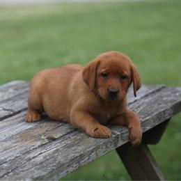 Yahtzee - Yellow female Labrador Retriever puppy in South Lyon, Michigan from Matoskah Meadows Labradors