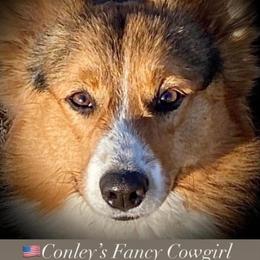 Fancy - Pembroke Welsh Corgi