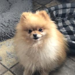 Amos - Pomeranian