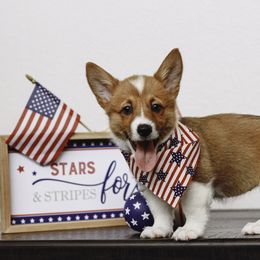 Pembroke Welsh Corgi Puppies from Red River Corgis