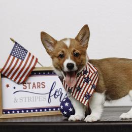 Pembroke Welsh Corgi Puppies from Red River Corgis
