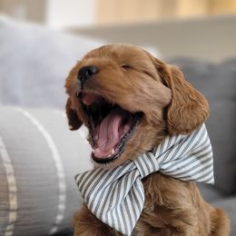 Topaz - Cavapoo puppy in Kaysville, Utah from Hill Farms Cavapoos