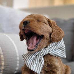Topaz - Cavapoo puppy in Kaysville, Utah from Hill Farms Cavapoos