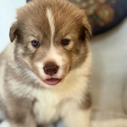 Girl 1 - female Native American Indian Dog puppy in Granby, Colorado from Turtle Island NAIDs