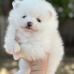 Pomeranian Puppies from Okie Poms