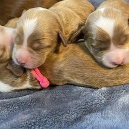 Australian Labradoodle Puppies from Kippy’s Farm Australian Labradoodles