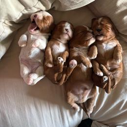 Cavalier King Charles Spaniel puppies from Queen Cavaliers