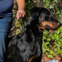 Shazi - Beauceron