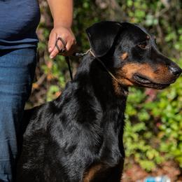 Shazi - Beauceron