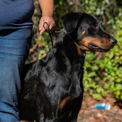Shazi - Beauceron