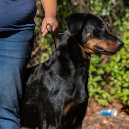 Shazi - Beauceron