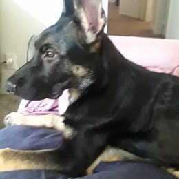 German Shepherd Puppies from Sandy’s Shepherds