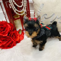 Yorkshire Terrier Puppies from Green Mountain Designer Yorkies