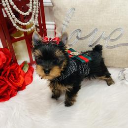 Yorkshire Terrier Puppies from Green Mountain Designer Yorkies