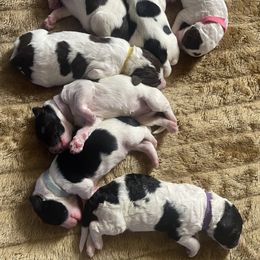 Aussiedoodle Puppies from Deason Doodles