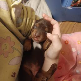 Precious - Chocolate and tan female Dachshund puppy in Wichita, Kansas from Lauren's Dachshunds