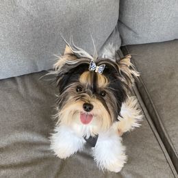 Biewer Terrier and Yorkshire Terrier Puppies from York Town California