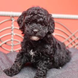 Yellow collar - Black female Poodle puppy in Edmond, Oklahoma from The Redbud Roost