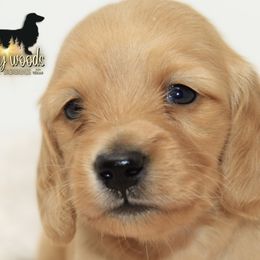 Dachshund Puppies from Piney Woods Miniature Dachshunds