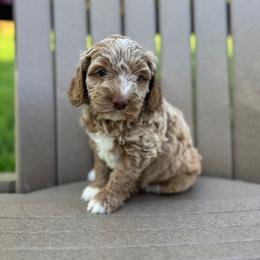 Teal Collar Girl - Caramel cream female Australian Labradoodle puppy in Hagerstown, Maryland from Westfields Labradoodles
