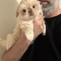 Kodiak - Cream and white male Shih Tzu puppy in Galveston, Texas from 🌗 New Moon Shih Tzu 🌗