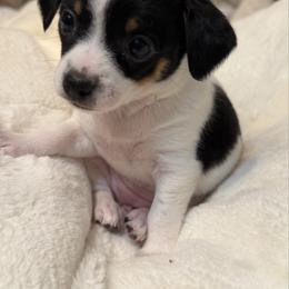 Annie - Black and white female Chihuahua puppy in Amity, Pennsylvania from Rhoda and Verna