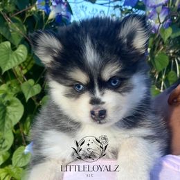 Pomsky Puppies from LittleLoyalzLLC