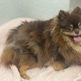 Cardi - Pomeranian