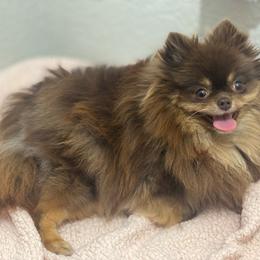 Cardi - Pomeranian