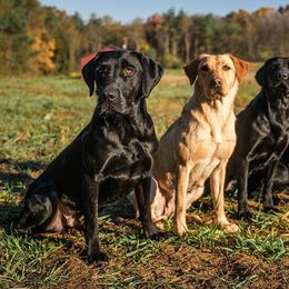 Labrador Retrievers from Southern Oak Kennels - North