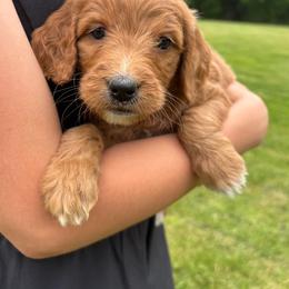 Goldendoodle Puppies from Doodifuldoods