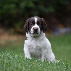 Drentsche Patrijshond and Spinone Italiano Puppies from Two Gun Kennels