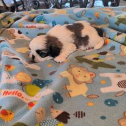 Maverick - Gold and white male Shih Tzu puppy in Pleasant Hill, Missouri from Misty Dajavue Shih-Tzu