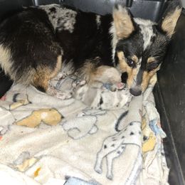 Blue Merle boy - Blue merle and white male American Corgi puppy in Middleburg, Florida from Mulkeys Little Corgis