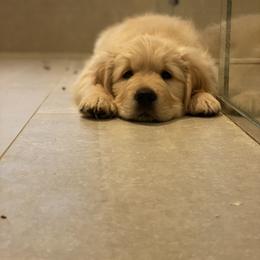Golden Retriever Puppies from Sunridge Goldens