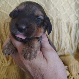 Boy 1 - Sable male Dachshund puppy in Clayton, Indiana from Love Struck Miniature Dachshunds