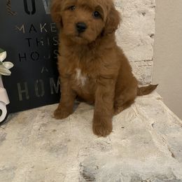 Goldendoodle Puppies from C.P. Puppy Buddies