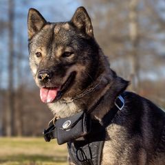 Hokkaidos from Tohoku Nozomi Kennel 東北望み荘